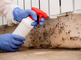 Best Mold Odor Removal Services in USA